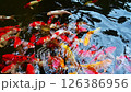 Colorful Japanese carp koi fish swim in a pond in a Japanese garden in Asia 126386956