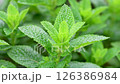 薄荷香草 126386984
