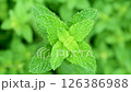 薄荷香草 126386988