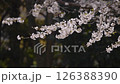 4K Cherry Blossoms #18 126388390