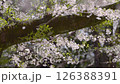 4K Cherry Blossoms #17 126388391