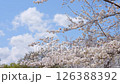 4K Cherry Blossoms #16 126388392