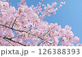 4K Cherry Blossoms #15 126388393