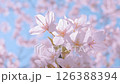 4K Cherry Blossoms #14 126388394