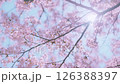 4K Cherry Blossoms #11 126388397