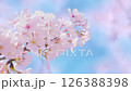 Cherry Blossoms #10 126388398