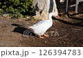 Two domestic geese are walking freely around the farm. 126394783