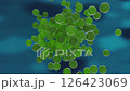 球菌繁殖影像 126423069