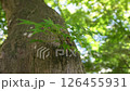 新緑の木 126455931