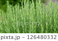 迷迭香植物 126480332