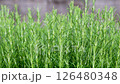 迷迭香藥草 126480348