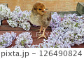 small black and yellow chicken chick stands amid lilac flowers on rustic wooden surface. warm sunlight highlights its fluffy feathers, creating spring atmosphere. 126490824