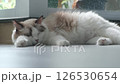Pregnant Ragdoll cat sleeping on the floor 126530654