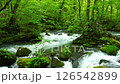 奧入瀨溪流的新綠 126542899
