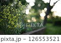 夕暮れの花壇 夕暮れの花壇 126553521