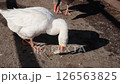 white goose eating in a farm yard on a sunny day 126563825