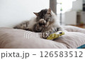 Domestic fluffy gray cat lies on a pillow with his favorite toy 126583512