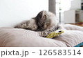 Domestic fluffy gray cat lies on a pillow with his favorite toy 126583514