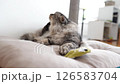 Domestic fluffy gray cat lies on a pillow with his favorite toy 126583704