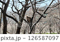 Japanese Macaque or Snow monkeys in the forest of Kamikochi 126587097