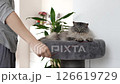 fluffy domestic cat lying on plush cat scratching tree against home interior background 126619729