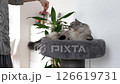 fluffy domestic cat lying on plush cat scratching tree against home interior background 126619731