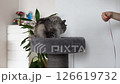 fluffy domestic cat lying on plush cat scratching tree against home interior background 126619732