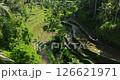 Rice terrace green fields Bali aerial drone view sunny morning 126621971