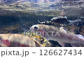 一群虹鱒魚在河裡游泳的水下鏡頭 126627434