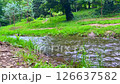 A small river cuts through a bright forest scene, offering a peaceful landscape perfect for eco themes, meditation, and travel inspirations. A small river cuts through a bright forest scene, offering a peaceful landscape perfect for eco themes, meditation, and travel inspirations. 126637582