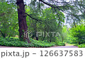 Peaceful pathway in a park under tree shade invites slow walking shots, fitness vlogs, and nature meditation videos. Peaceful pathway in a park under tree shade invites slow walking shots, fitness vlogs, and nature meditation videos. 126637583
