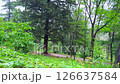 Deep green forest walk captured through handheld movement evokes exploration, eco tourism, and adventure documentary visuals. Deep green forest walk captured through handheld movement evokes exploration, eco tourism, and adventure documentary visuals. 126637584