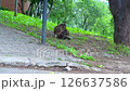 A homeless cat sits under tree shade near urban forest, evoking solitude and street life, ideal for urban wildlife storytelling, emotional themes, and social awareness projects. A homeless cat sits under tree shade near urban forest, evoking solitude and street life, ideal for urban wildlife storytelling, emotional themes, and social awareness projects. 126637586