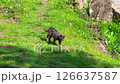 A gray cat explores grassy mountain terrain with alert poise, perfect for nature storytelling, wildlife observation, independence metaphors, and domestic animal freedom visuals. A gray cat explores grassy mountain terrain with alert poise, perfect for nature storytelling, wildlife observation, independence metaphors, and domestic animal freedom visuals. 126637587