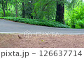 Turtle dove searches for food along a forest path, capturing wildlife behavior in a natural setting; great for animal studies, childrens content, and eco-awareness campaigns. Turtle dove searches for food along a forest path, capturing wildlife behavior in a natural setting; great for animal studies, childrens content, and eco-awareness campaigns. 126637714