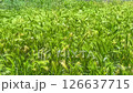 Vibrant green grass swaying under sunlight, evoking freshness and natures serenity; ideal for eco-brand visuals, backgrounds, meditative content, or nature themed videos. Vibrant green grass swaying under sunlight, evoking freshness and natures serenity; ideal for eco-brand visuals, backgrounds, meditative content, or nature themed videos. 126637715