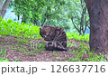 A lone cat rests in a dense forest, evoking emotion, mystery, and natural solitude ideal for pet stories, forest mysteries, and emotional introspection. A lone cat rests in a dense forest, evoking emotion, mystery, and natural solitude ideal for pet stories, forest mysteries, and emotional introspection. 126637716