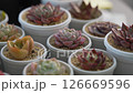 Observation of multiple succulents-01 126669596