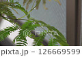 Scale insects on Everfresh-01 126669599