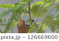 Scale insects on Everfresh -04 126669600