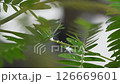 Scale insects on Everfresh-02 126669601