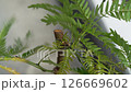 Scale insect pests spraying-02 126669602