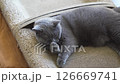 Sleepy Cat - British Shorthair 126669741