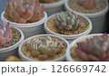 Observation of multiple succulents-02 126669742