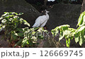 White Peacock at Izu Zoo 126669745