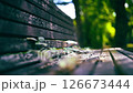 ベンチから顔を出す葉っぱ ベンチから顔を出す葉っぱ 126673444