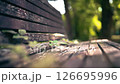 ベンチから出ている葉っぱ ベンチから出ている葉っぱ 126695996