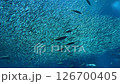 一群小魚在一大群中游動的水下鏡頭 126700405