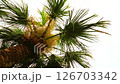 Palm tree leaves swaying in the wind 126703342