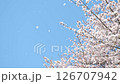 SakuraFubuki  126707942